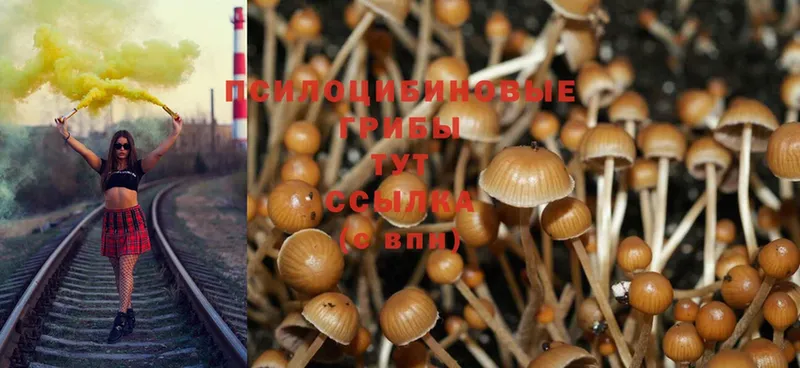 mega ТОР  Химки  Псилоцибиновые грибы Psilocybe 